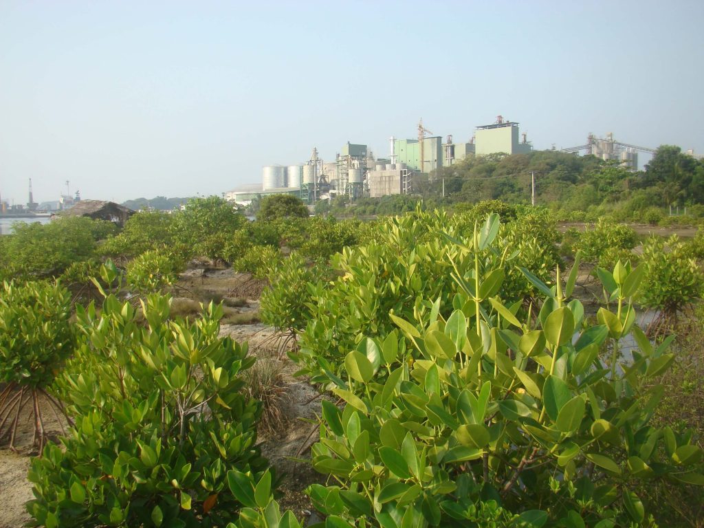 Mangrove Reforestation Program